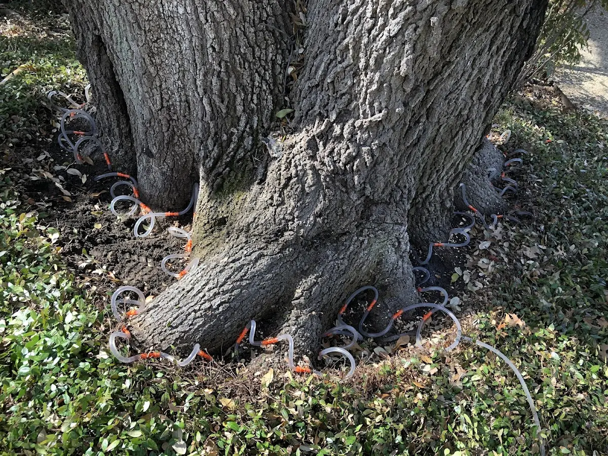 Detailed Tree Cabling and Bracing job site in Edgar